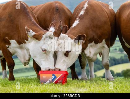 Hereford Rinder auf Hochland genießen einen Futterleck Eimer, der ihre Aufnahme aus dem Gras ergänzt und sie gesund hält. Cumbria, Großbritannien. Stockfoto