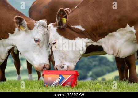 Hereford Rinder auf Hochland genießen einen Futterleck Eimer, der ihre Aufnahme aus dem Gras ergänzt und sie gesund hält. Cumbria, Großbritannien. Stockfoto
