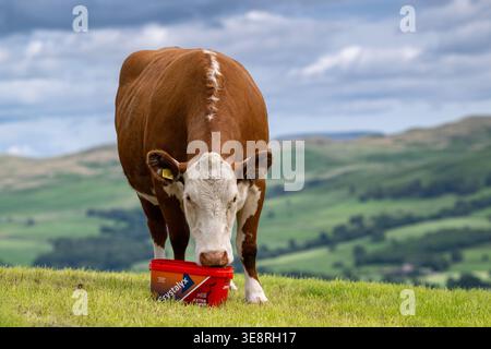 Hereford Rinder auf Hochland genießen einen Futterleck Eimer, der ihre Aufnahme aus dem Gras ergänzt und sie gesund hält. Cumbria, Großbritannien. Stockfoto