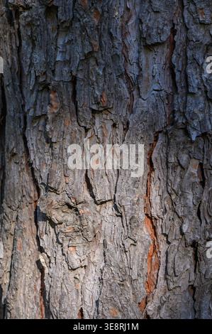 Alte Kiefernrinde Textur mit Sonne und Schatten auf schottischem Kiefernbaum Stockfoto