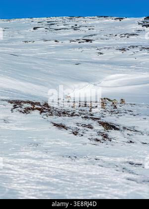 Die Rentierherde weidet auf einem Stück exponierter Erde und karger Vegetation in einer riesigen, verschneiten Berglandschaft unter einem hellblauen Himmel, die die Halle zeigt Stockfoto