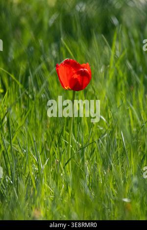 Eine hohe, karmesinrote Tulpe steht allein im wehenden Gras. Die verschwommene Wiese erzeugt malerische Wirbel, während die frische Blüte sich mit einfacher Einfachheit der Sonne zuwendet Stockfoto
