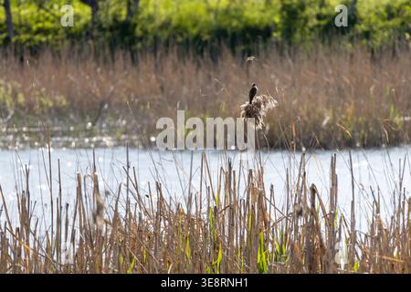 Hoch oben auf einem getrockneten Schilfbüschel erhebt sich ein winziger Vogel über das offene Sumpfgebiet. Die Sonne scheint auf dem nahe gelegenen Wasser, während verwickelte Stängel und neue Triebe die Veränderung markieren Stockfoto