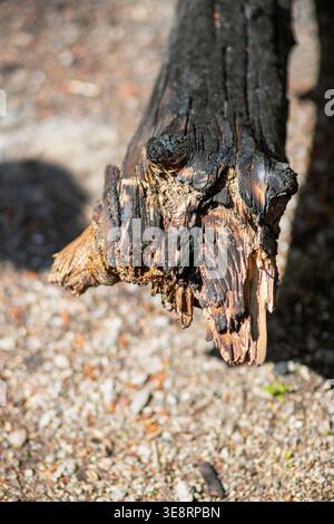 Verbranntes Holzstück auf sandigem Boden im Wald. Authentische Realität sorgt für eine Textur für umweltbewusste und dramatische Designthemen. Stockfoto