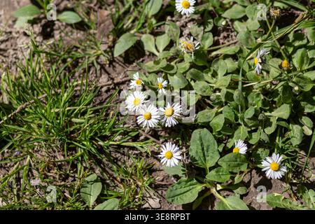 Kleine weiße Gänseblümchen blühen im üppigen grünen Gras. Frischer Frühlingshintergrund für umweltfreundliches Branding und Gartenarbeit. Stockfoto