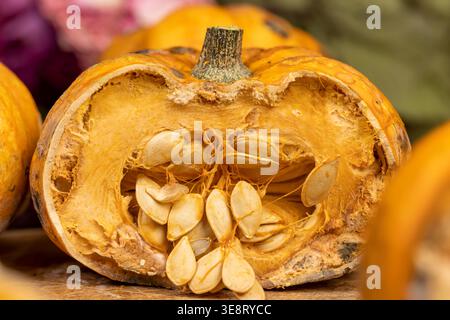 Ein verdorbener Kürbis mit Samen, ein offener verdorbener Kürbis mit losem Fleisch und einer grauen Beschichtung unter künstlichem Licht mit physischen Texturdetails. Stockfoto