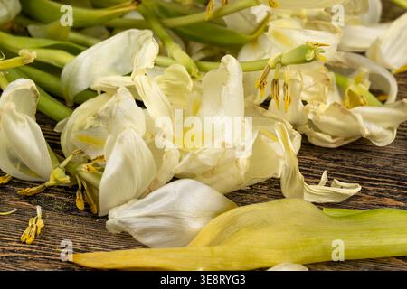 Alte schlaffe Blütenblätter von weißen Tulpen, die gelb geworden sind und schlaff oder trocken werden, ein verwelkter Blumenstrauß von Tulpen mit fallenden weißen Blütenblättern, Nahaufnahme Stockfoto
