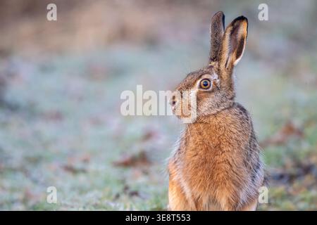 Ein auffälliges Nahporträt eines europäischen Braunhasen (Lepus europaeus), aufgenommen an einem kalten, frostigen Frühjahrsmorgen in der Nähe von Braunschweig, Niedersachsen Stockfoto