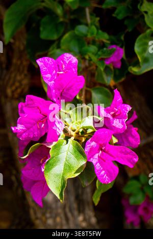 Leuchtend violette Bougainvillea spectabilis Blüten in voller Blüte mit grünen Blättern an einem Holzstiel in der algarve, portugal Stockfoto