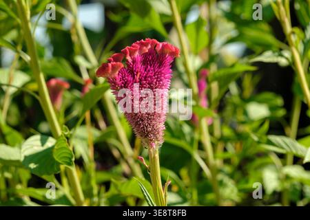 Magenta, Cockscomb Blume, Celosia Cristata, in einem Blumengarten Stockfoto