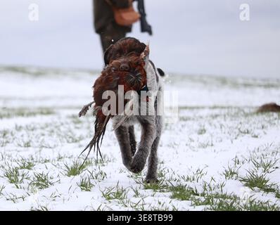 Ein Actionfoto eines deutschen Zeigers, der durch eine leichte Schneedecke läuft, während er während einer traditionellen Jagd einen Fasan im Mund trägt Stockfoto