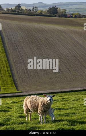 Ein Mutterschafe und ihr Lamm in den South Downs in Sussex, an einem sonnigen Frühlingstag Stockfoto