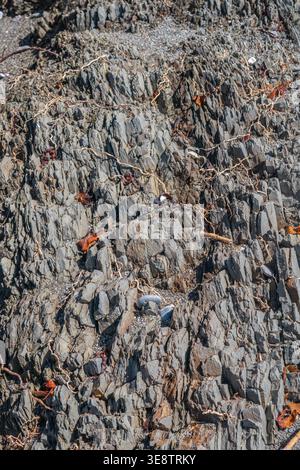 Nahaufnahme eines zerklüfteten grauen felsigen Strandgeländes mit strukturierter Steinoberfläche und verstreuten Blättern Stockfoto
