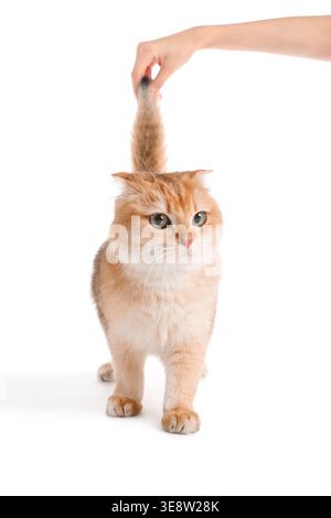 Besitzer, der Schwanz einer schottischen Ginger-Faltkatze auf weißem Hintergrund hält Stockfoto