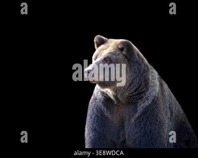 Braunbär ein Porträt auf schwarzem Hintergrund Stockfoto