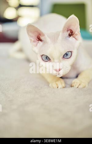 Sphynx Devon Rex Katze Nahaufnahme. Porträt eines Haustiers. Die Katze spielt mit dem Besitzer zu Hause auf dem Bett. Schöne blaue Katzenaugen. Exotische Katzenrasse. Tier W Stockfoto