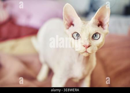 Sphynx Devon Rex Katze Nahaufnahme. Porträt eines Haustiers. Die Katze spielt mit dem Besitzer zu Hause auf dem Bett. Schöne blaue Katzenaugen. Exotische Katzenrasse. Tier W Stockfoto