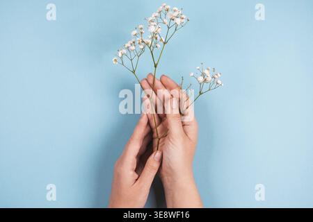 Zarte Blüten der gypsophila in weiblichen Händen auf blauem Hintergrund. Kleine weiße, schöne Blumen. Flach, Kopierbereich, Draufsicht. Muttertagskarte Stockfoto