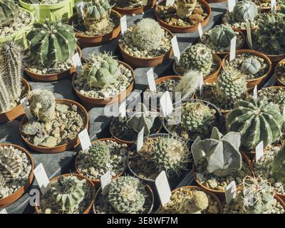 21. September 2025, Astana, Republik Kasachstan: Eine Vielzahl von Kakteen in Toepfen wird in einem botanischen Garten in Astana ausgestellt. Verschie Stockfoto