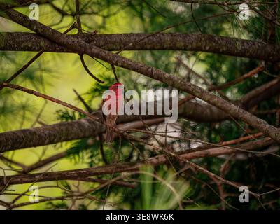 Ein wunderschönes Herrenhaus finch, mit seinem markanten rosigen roten Gefieder, thront auf einem Ast in einem üppigen, grünen Kiefernwald Stockfoto