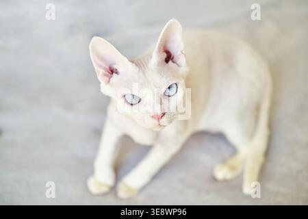 Sphynx Devon Rex Katze Nahaufnahme. Porträt eines Haustiers. Die Katze spielt mit dem Besitzer zu Hause auf dem Bett. Schöne blaue Katzenaugen. Exotische Katzenrasse. Tier W Stockfoto