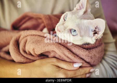 Sphynx Devon Rex Katze Nahaufnahme. Porträt eines Haustiers. Die Katze spielt mit dem Besitzer zu Hause auf dem Bett. Schöne blaue Katzenaugen. Exotische Katzenrasse. Tier W Stockfoto