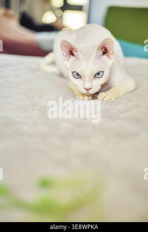 Sphynx Devon Rex Katze Nahaufnahme. Porträt eines Haustiers. Die Katze spielt mit dem Besitzer zu Hause auf dem Bett. Schöne blaue Katzenaugen. Exotische Katzenrasse. Tier W Stockfoto