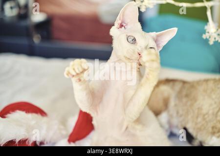 Exotische Sphynx Devon Katze feiert Weihnachten. Haustier in Neujahrsdekoration. Ein lustiges blauäugiges Haustier in einem gemütlichen Innenraum. Weihnachtskarte. Be Stockfoto
