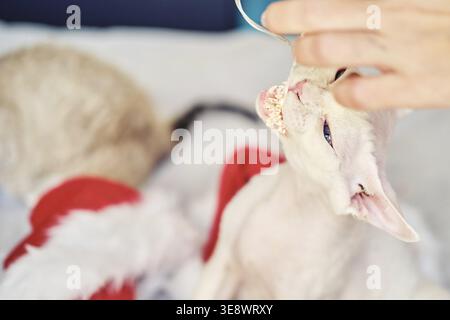 Exotische Sphynx Devon Katze feiert Weihnachten. Haustier in Neujahrsdekoration. Ein lustiges blauäugiges Haustier in einem gemütlichen Innenraum. Weihnachtskarte. Be Stockfoto