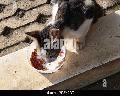 Blick von oben auf eine Katze, die ihr Trockenfutter in einem weißen Plastikbehälter genießt Stockfoto
