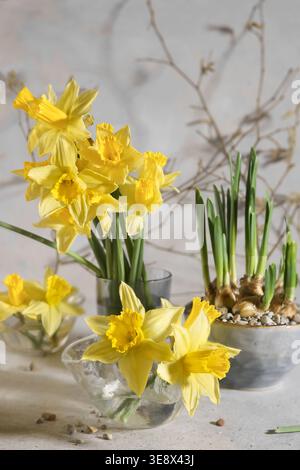 Gelbe Narzissenblüten blühen in Vasen und Keimlinge wachsen im Winter im Topf Indoor. Sträuße von Narzissen, Frühlingsblumen in Vasen Stockfoto