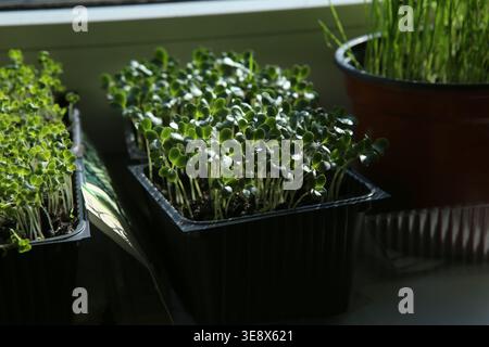 Brokkoli-Setzlinge in Behältern auf Fensterbank. Brokkoli-Pflanzen, die im Innenraum-Pflanzgefäß wachsen. Stockfoto