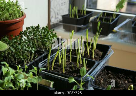 Junggemüse (Mais, Brokkoli) Setzlinge in Töpfen auf Fensterbank. Pflanzen sprießen Setzlinge, die im Frühjahr in Innenräumen wachsen. Stockfoto