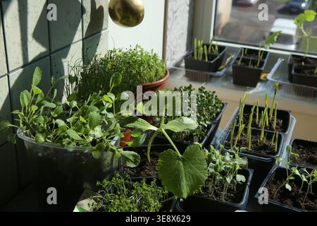 Junge Gemüsesämlinge in Töpfen auf Fensterbank. Pflanzen sprießen Setzlinge, die im Frühjahr in Innenräumen wachsen. Stockfoto