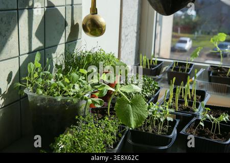 Junge Gemüsesämlinge in Töpfen auf Fensterbank. Pflanzen sprießen Setzlinge, die im Frühjahr in Innenräumen wachsen. Stockfoto