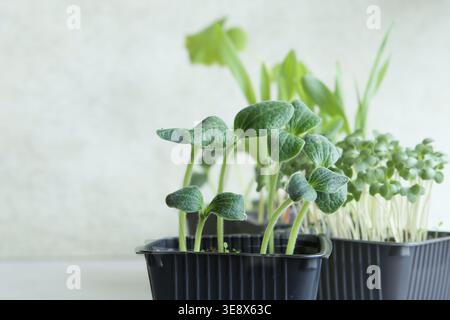 Pattypa Kürbissprossen Setzlinge in Behälter auf Fensterbank. Pattypa-Kürbispflanzen, die in einem Pflanzgefäß wachsen. Stockfoto