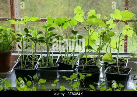 Junge Gemüse Pattypan Kürbis, Zucchini, Rosenkohl Setzlinge in Töpfen auf Fensterbank. Pflanzen sprießen Setzlinge, die im Innenraum gegen Fensterwick wachsen Stockfoto