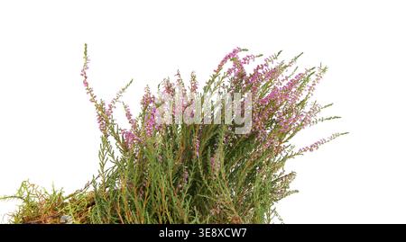 Blühende Pflanze Calluna isoliert auf weißem Hintergrund. Sträucher von wilden Waldblumen Heidekraut oder Ling, Stockfoto