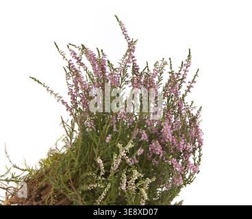 Blühende Pflanze Calluna isoliert auf weißem Hintergrund. Sträucher von wilden Waldblumen Heidekraut oder Ling, Stockfoto