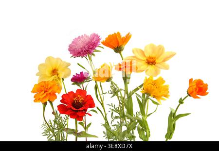 Anordnung gemischter Gartenblumen isoliert auf weißem Hintergrund. Bunte Ringelblume, Dahlia Mignon, Aster, Kosmos-Blüten. Stockfoto