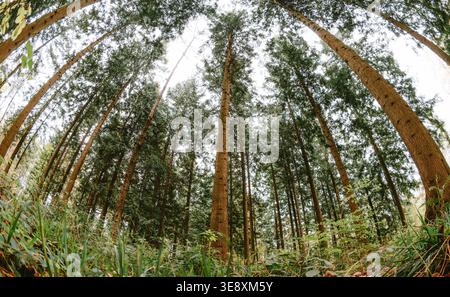 Ultra-Weitwinkel-Fischaugenaufnahme eines dichten Nadelwaldes mit hohen Kiefern, die in einem natürlichen Wald zum Himmel reichen Stockfoto