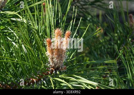Kiefernzweig mit jungen Kegeln im Frühjahr, Nahaufnahme. Stockfoto