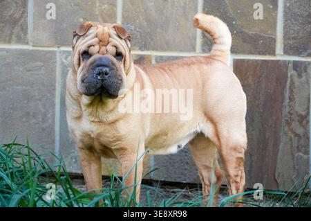Shar Pei Welpe sitzt im Gras. Hund im Garten Stockfoto