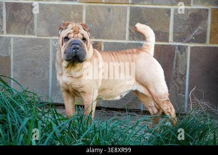 Dogue de Bordeaux ist eine Rasse der Kurzhaarrasse. Stockfoto
