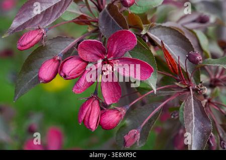 Rote Blüten eines Apfelbaums auf grünem Hintergrund, Nahaufnahme Stockfoto