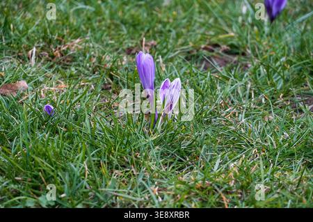 Lila Krokusse blühen auf der Wiese. Anfang Frühling. Stockfoto