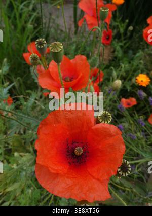 Rote Mohnblumen (Papaver Rhoeas) mit leuchtenden Blütenblättern sind von grünem Laub und Knospen in verschiedenen Blütestadien umgeben. Der mittlere Mohn zeigt ein dar Stockfoto