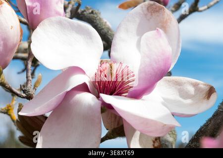 Nahaufnahme der rosa Blume von Magnolia Iolanthe Baum Stockfoto