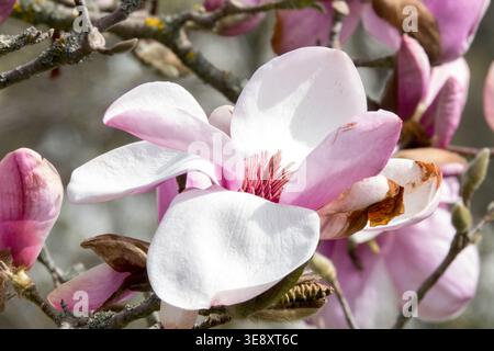Nahaufnahme der rosa Blume von Magnolia Iolanthe Baum Stockfoto