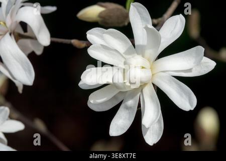 Nahaufnahme der weißen Blüten des Magnolia stellata „Royal Star“-Baumes im Frühling Stockfoto